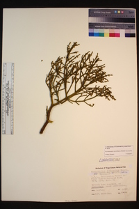 Phoradendron juniperinum image